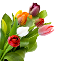 tulipán_452