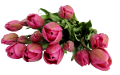tulipán_455