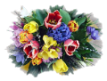 tulipán_456