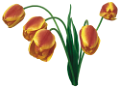 tulipán_457