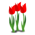 tulipán_458