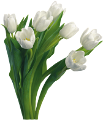 tulipán_463