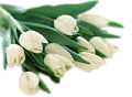 tulipán_466