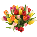 tulipán_469