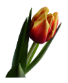 tulipán_470
