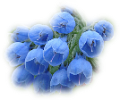 tulipán_474