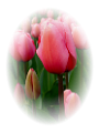 tulipán_475
