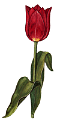 tulipán_477