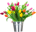 tulipán_479