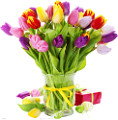tulipán_48