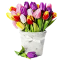 tulipán_482