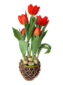 tulipán_484
