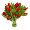 tulipán_485