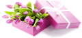 tulipán_486