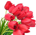 tulipán_487