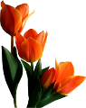 tulipán_488