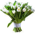 tulipán_489