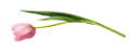 tulipán_49