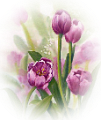 tulipán_490