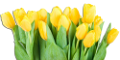 tulipán_494
