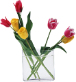 tulipán_495