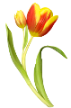 tulipán_497