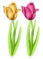 tulipán_498