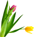 tulipán_499