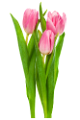 tulipán_50