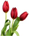 tulipán_500