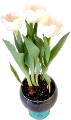 tulipán_502
