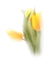 tulipán_504