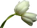 tulipán_505