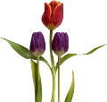 tulipán_507
