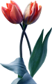 tulipán_508