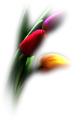 tulipán_509