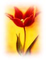 tulipán_515