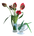 tulipán_516