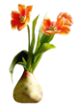 tulipán_518