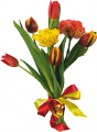 tulipán_522