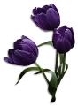 tulipán_524