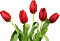 tulipán_526
