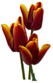 tulipán_528