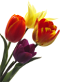 tulipán_532