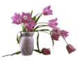 tulipán_535
