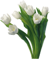 tulipán_537