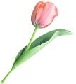 tulipán_538