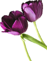 tulipán_539