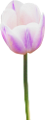 tulipán_54