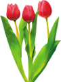 tulipán_540